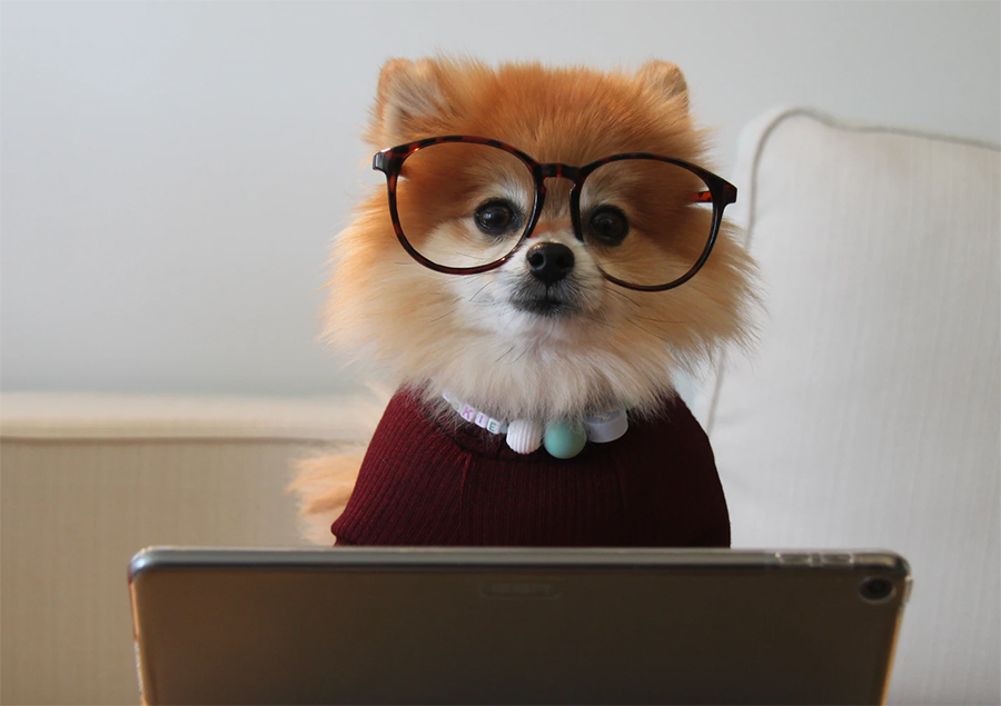 we are the best dogs