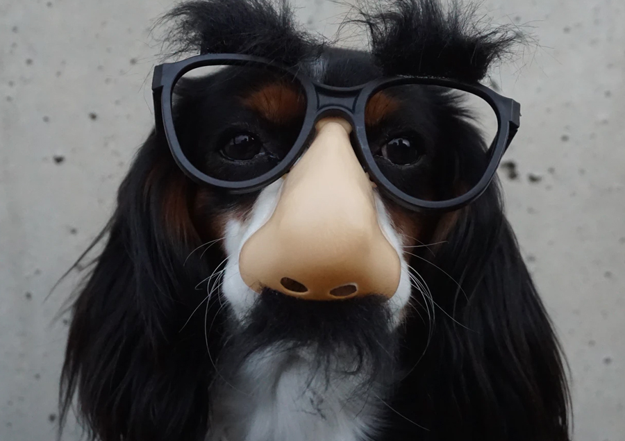 we are the best dogs